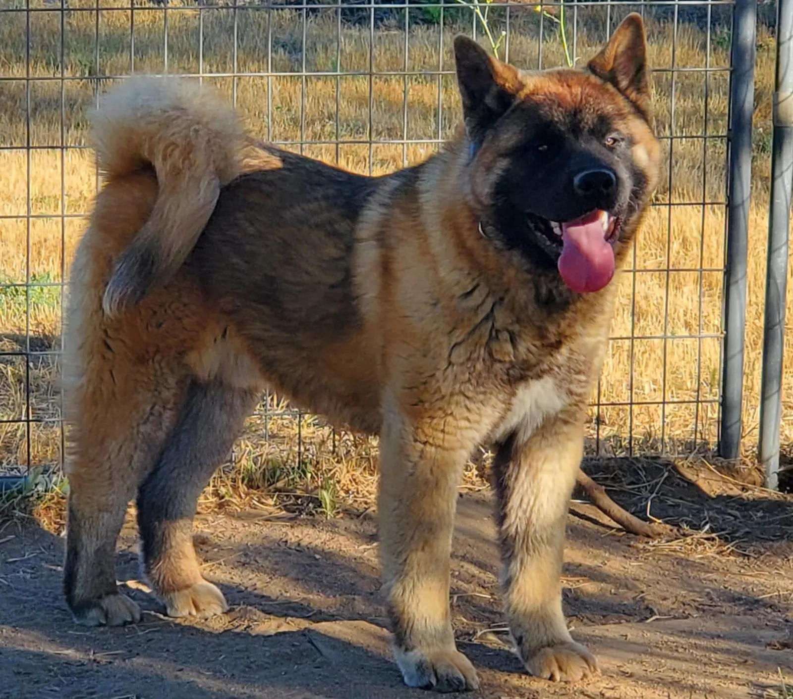 Adult American Akita standing by a fence at WeVolution Off-Grid near Tombstone, Arizona