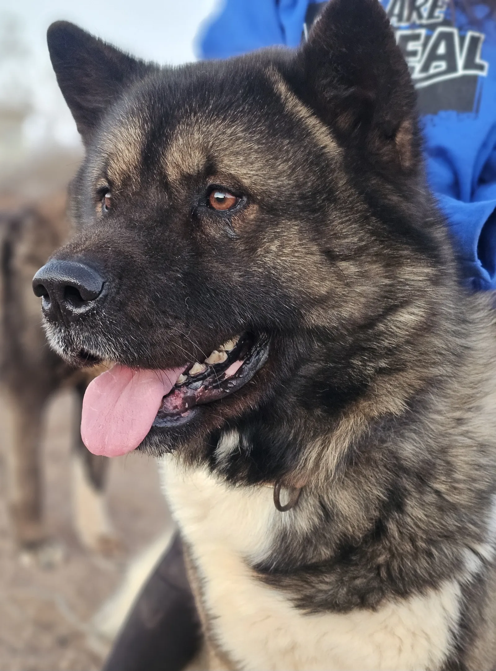 Adult American Akita portrait at WeVolution Off-Grid near Tombstone, Arizona