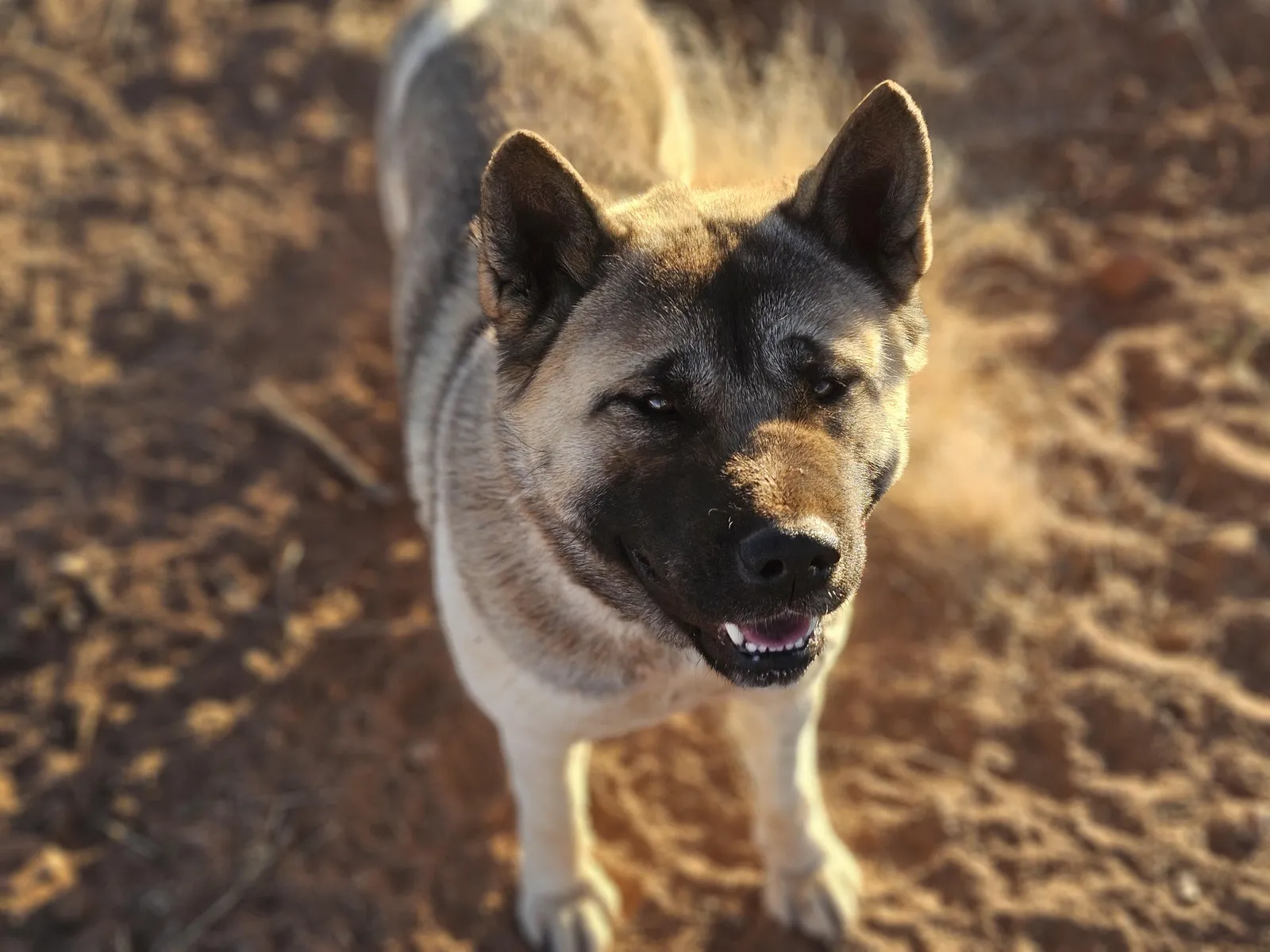 Ammo, a Akita dam at WeVolution Off-Grid near Tombstone, Arizona