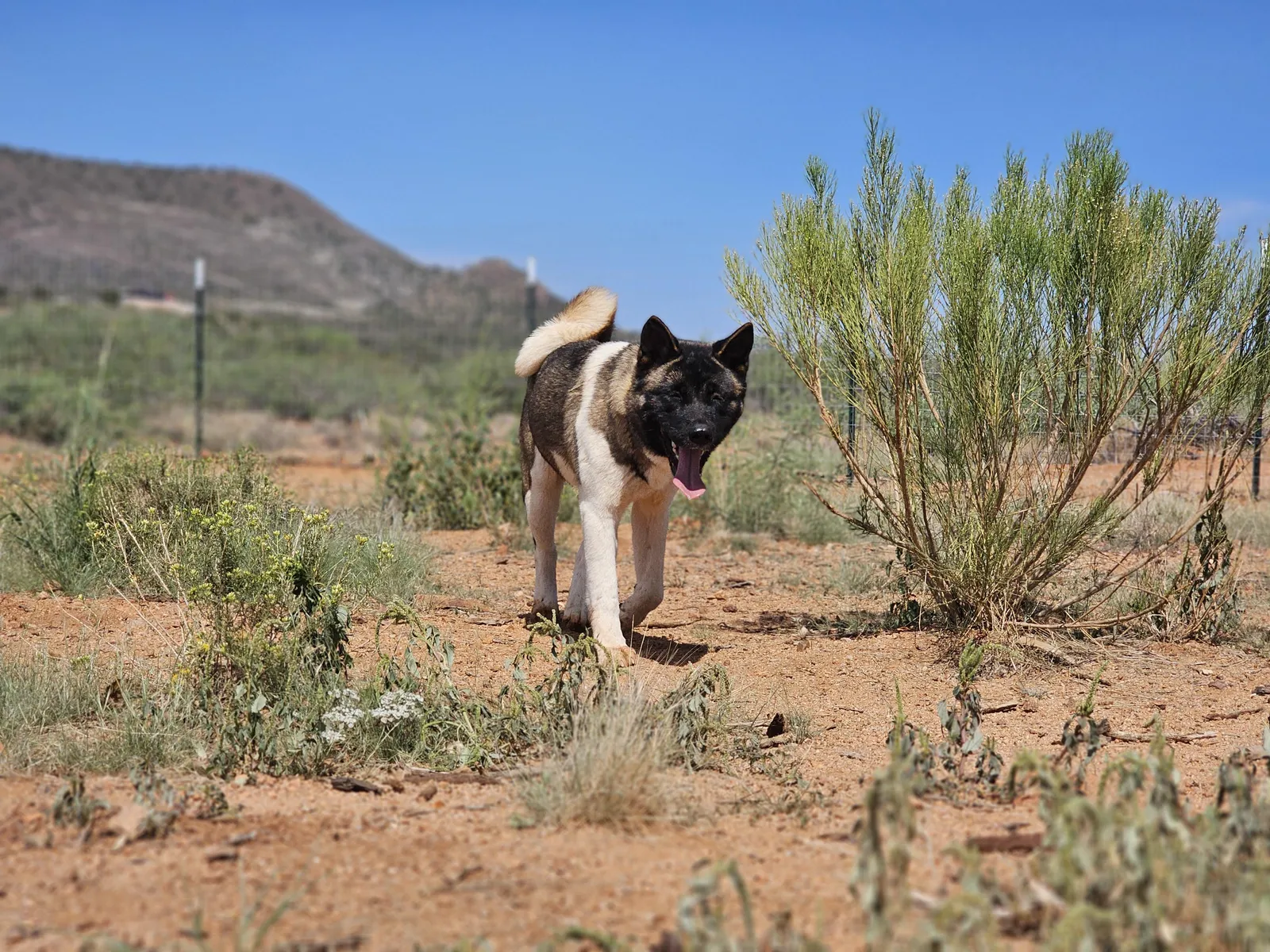 Mesa, a Akita dam at WeVolution Off-Grid near Tombstone, Arizona