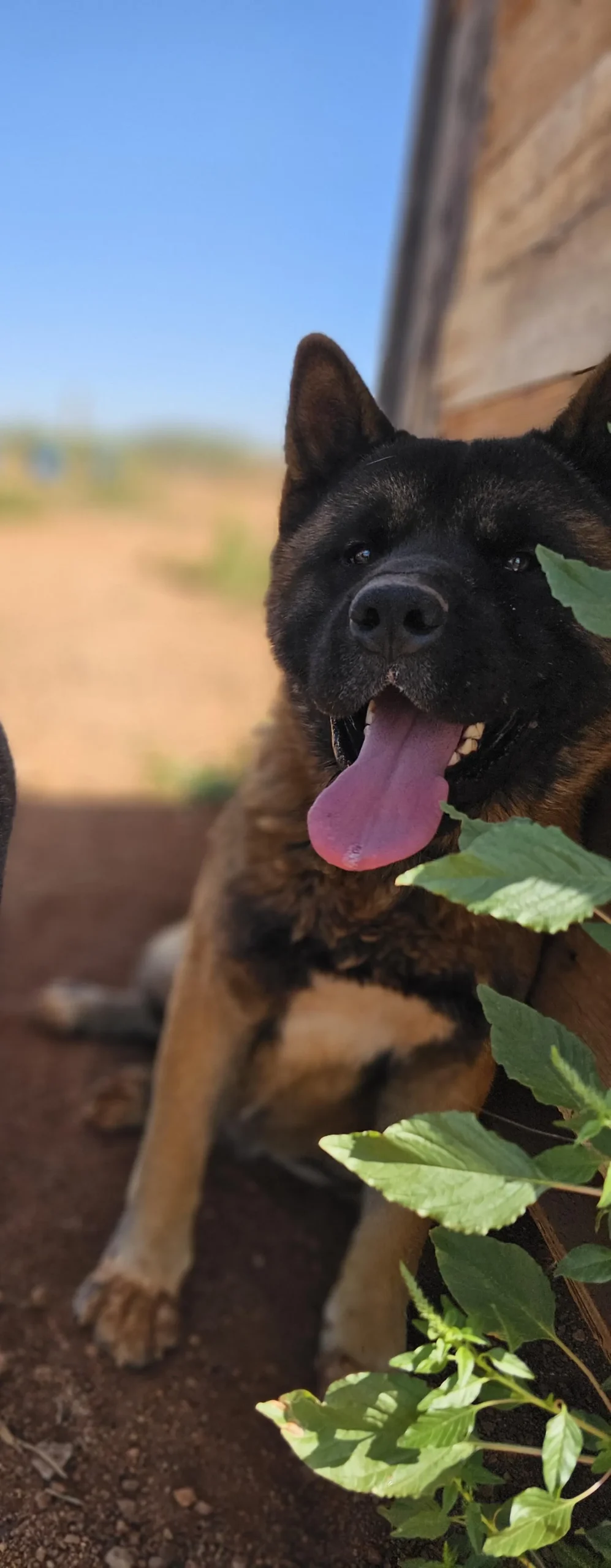 Vesper, a Akita sire at WeVolution Off-Grid near Tombstone, Arizona