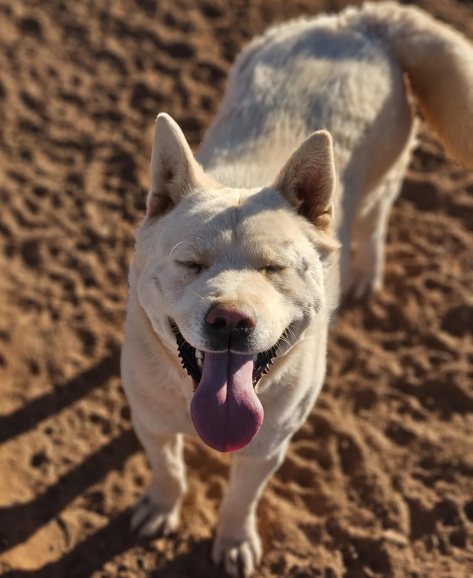 Yuki, a Akita dam at WeVolution Off-Grid near Tombstone, Arizona