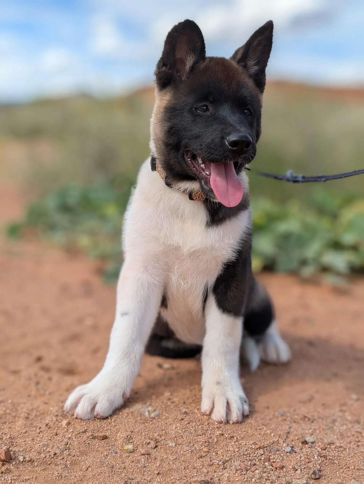 Kiko, an AKC Akita puppy from WeVolution Off-Grid near Tombstone, Arizona (photo 2)
