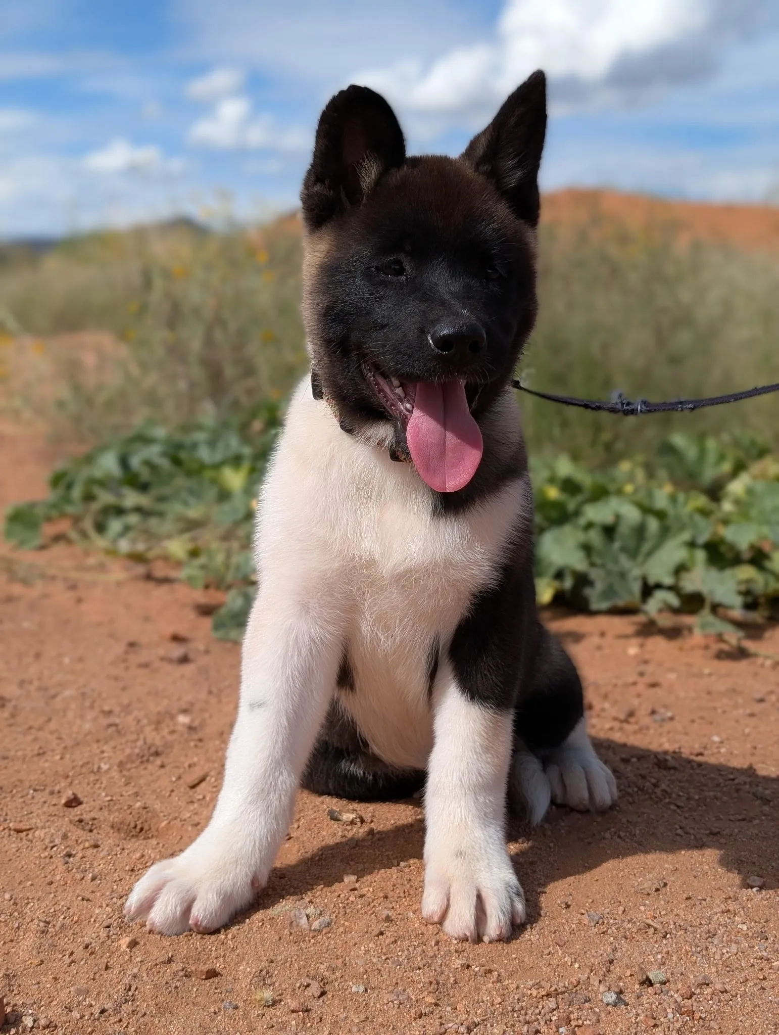 Kiko, an AKC Akita puppy from WeVolution Off-Grid near Tombstone, Arizona (photo 3)
