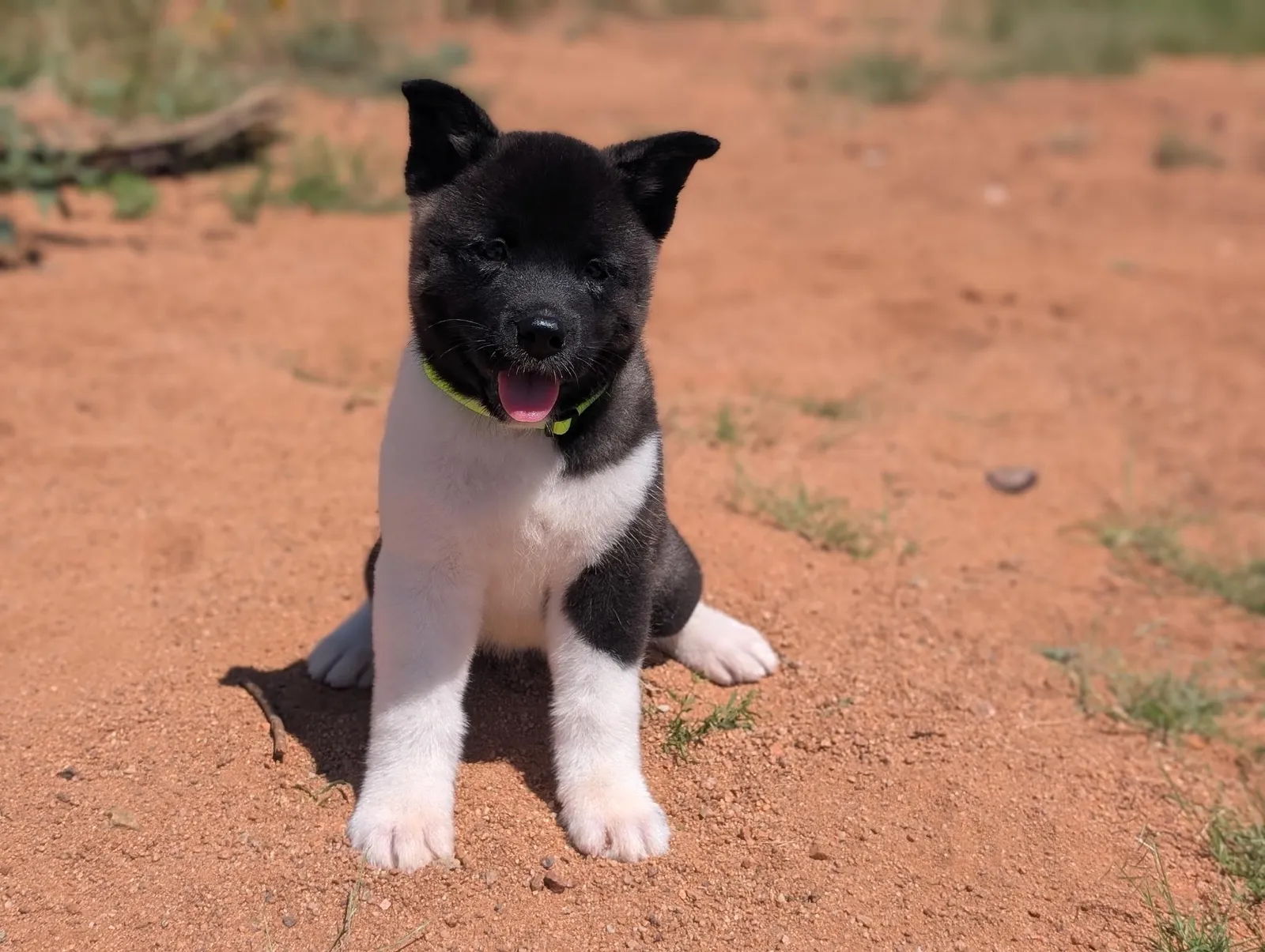Kiko, an AKC Akita puppy from WeVolution Off-Grid near Tombstone, Arizona (photo 5)