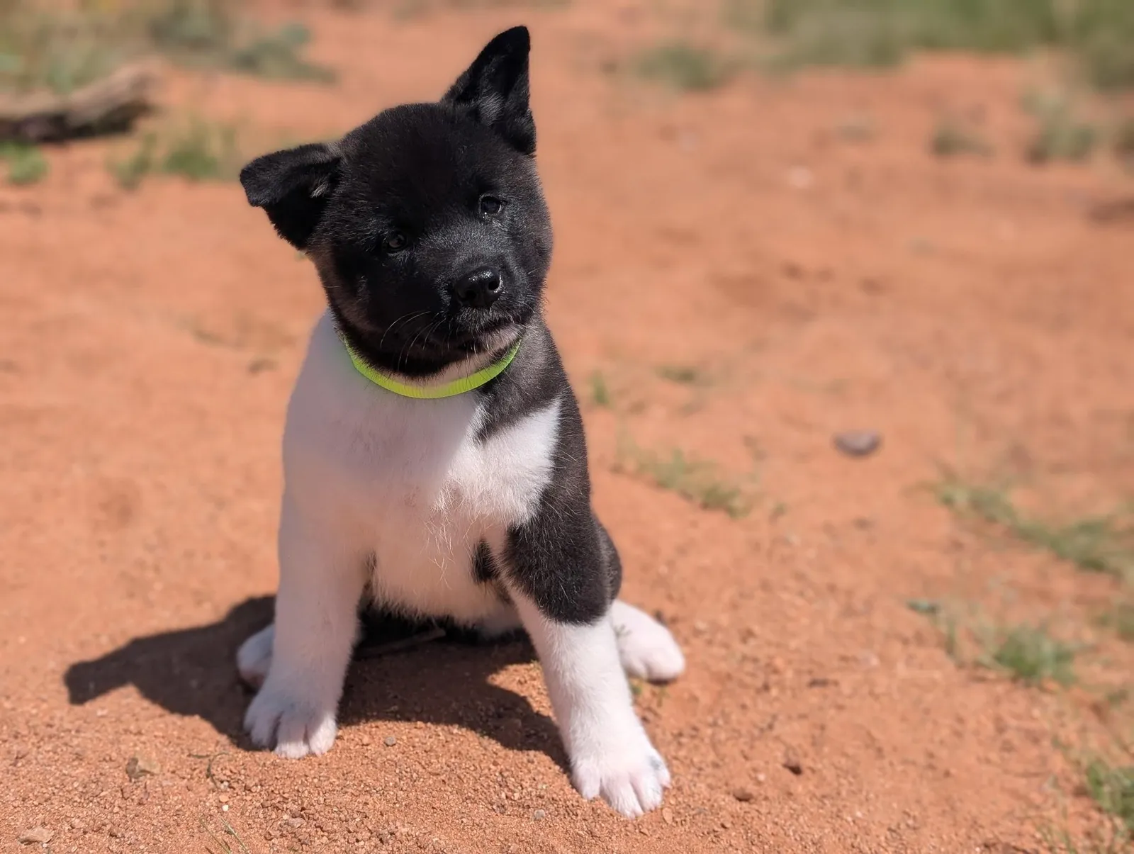 Kiko, an AKC Akita puppy from WeVolution Off-Grid near Tombstone, Arizona (photo 6)