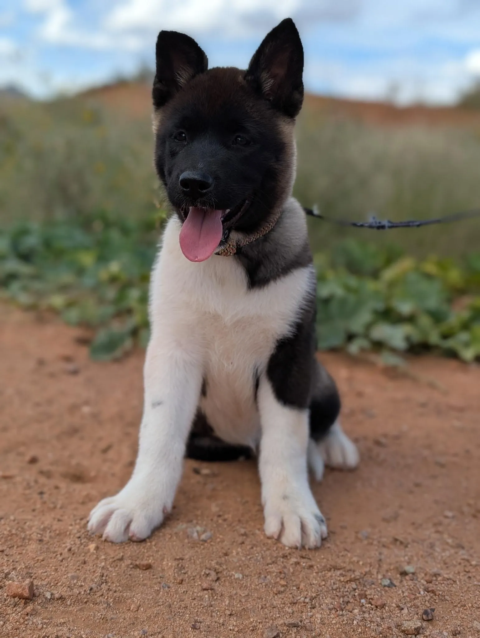 Kiko, an AKC Akita puppy from WeVolution Off-Grid near Tombstone, Arizona