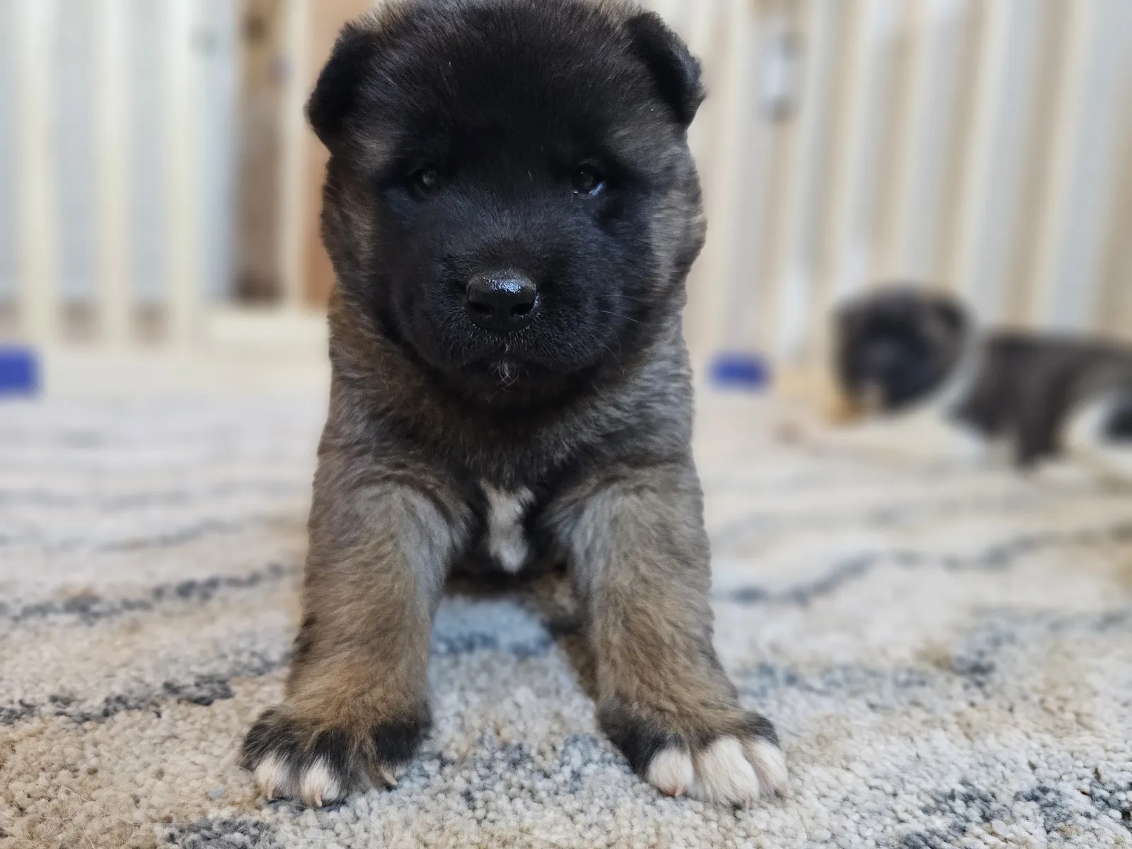 Fluffy dark Akita puppy sitting on a rug at WeVolution Off-Grid near Tombstone, Arizona