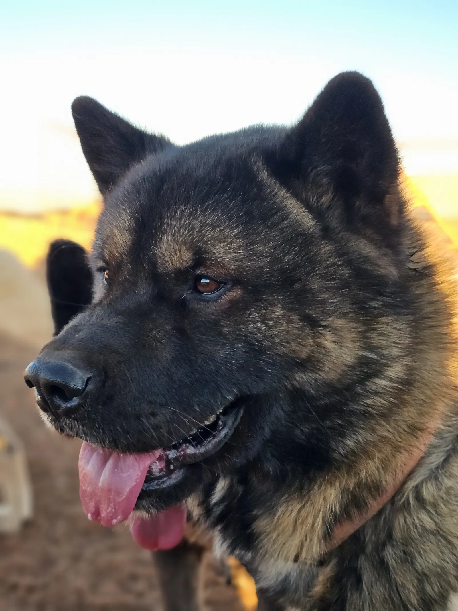 American Akita portrait in warm evening light at WeVolution Off-Grid