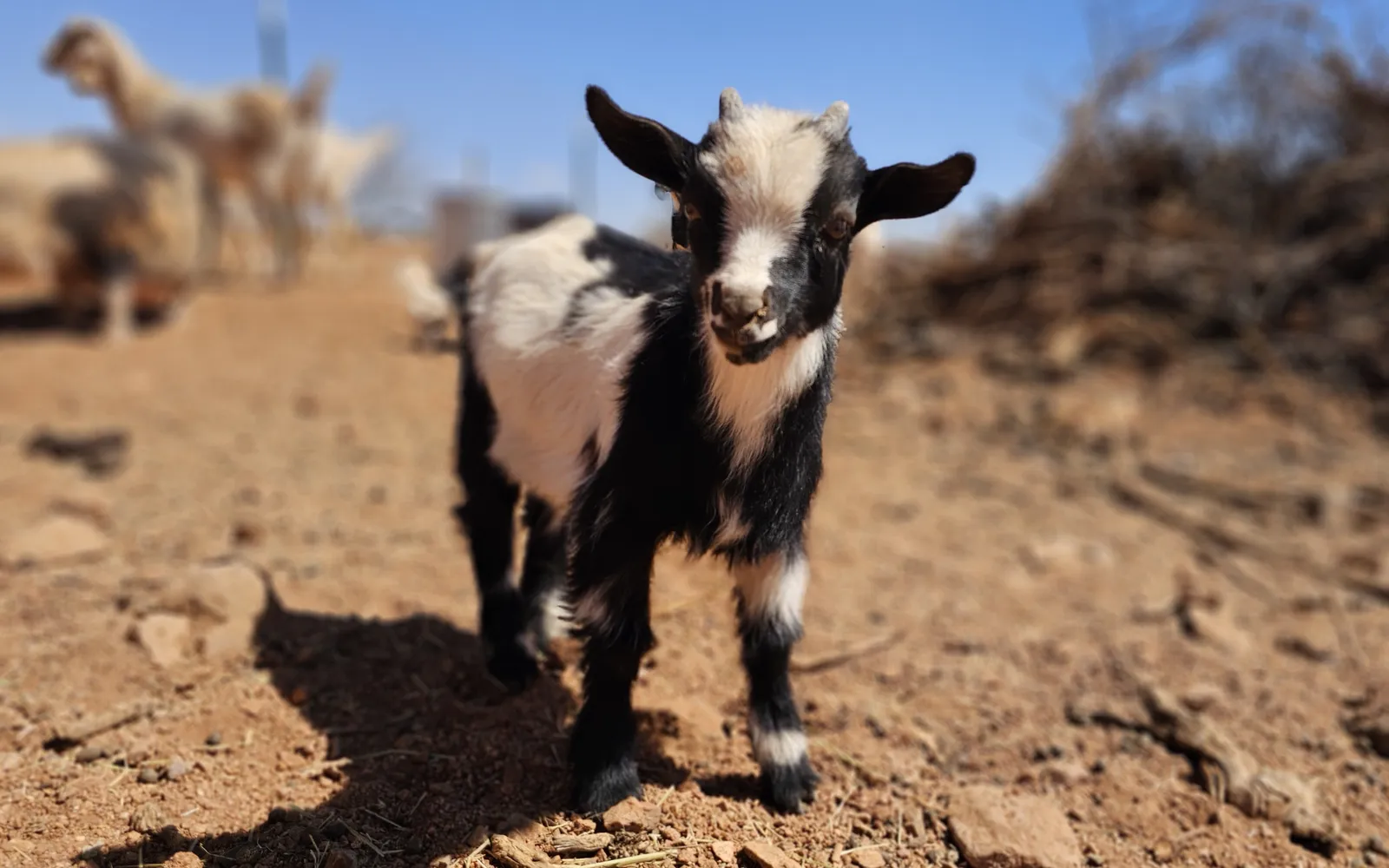 Black and white goat standing on dirt on our homestead