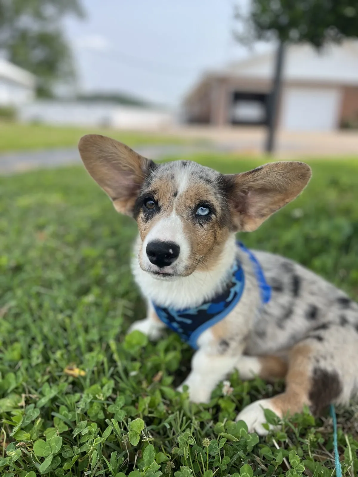 Mirage, a blue merle Cardigan Welsh Corgi at WeVolution Off-Grid, High Lonesome's