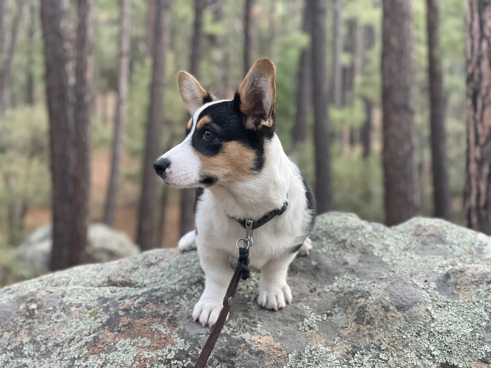 Cardigan Welsh Corgi sitting on a boulder in the pine woods