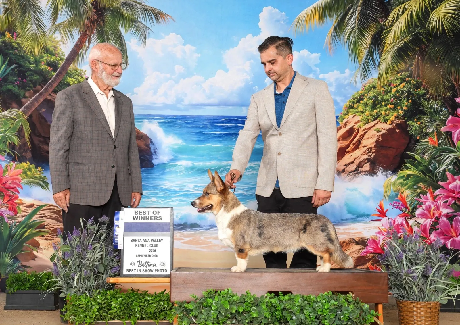 Cardigan Welsh Corgi stacked in the show ring in front of a beach backdrop