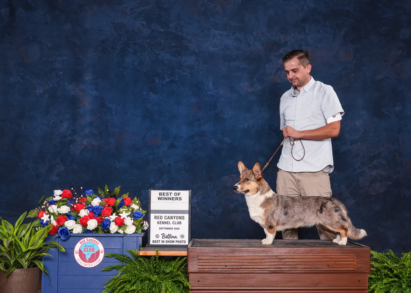 Cardigan Welsh Corgi standing on the show stand with its handler at a dog show