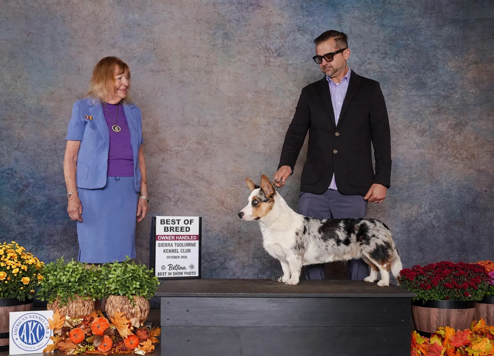 Blue merle Cardigan Welsh Corgi in the show ring with its handler and the judge