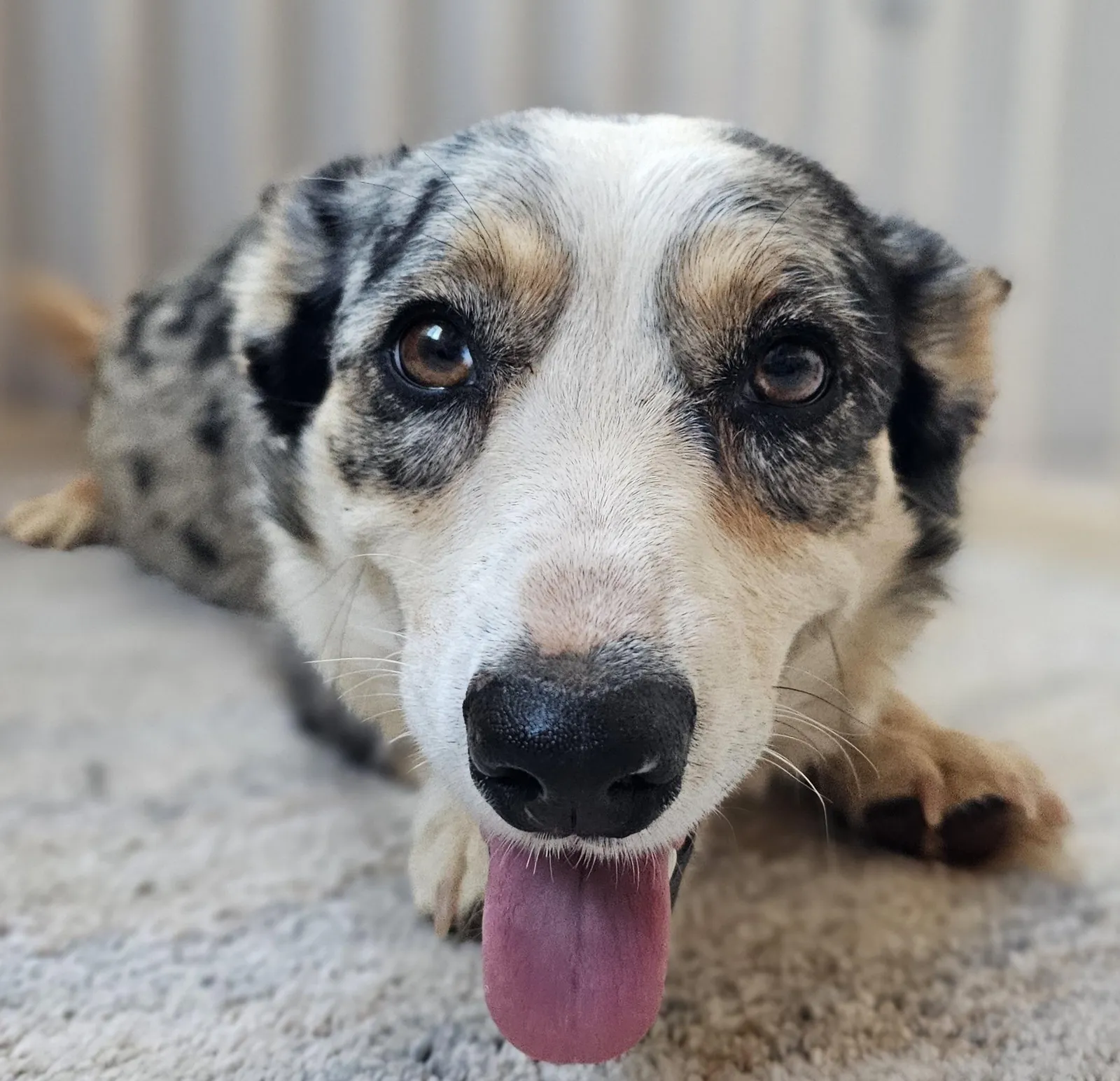 Lilly, a Cardigan Welsh Corgi dam at WeVolution Off-Grid near Tombstone, Arizona