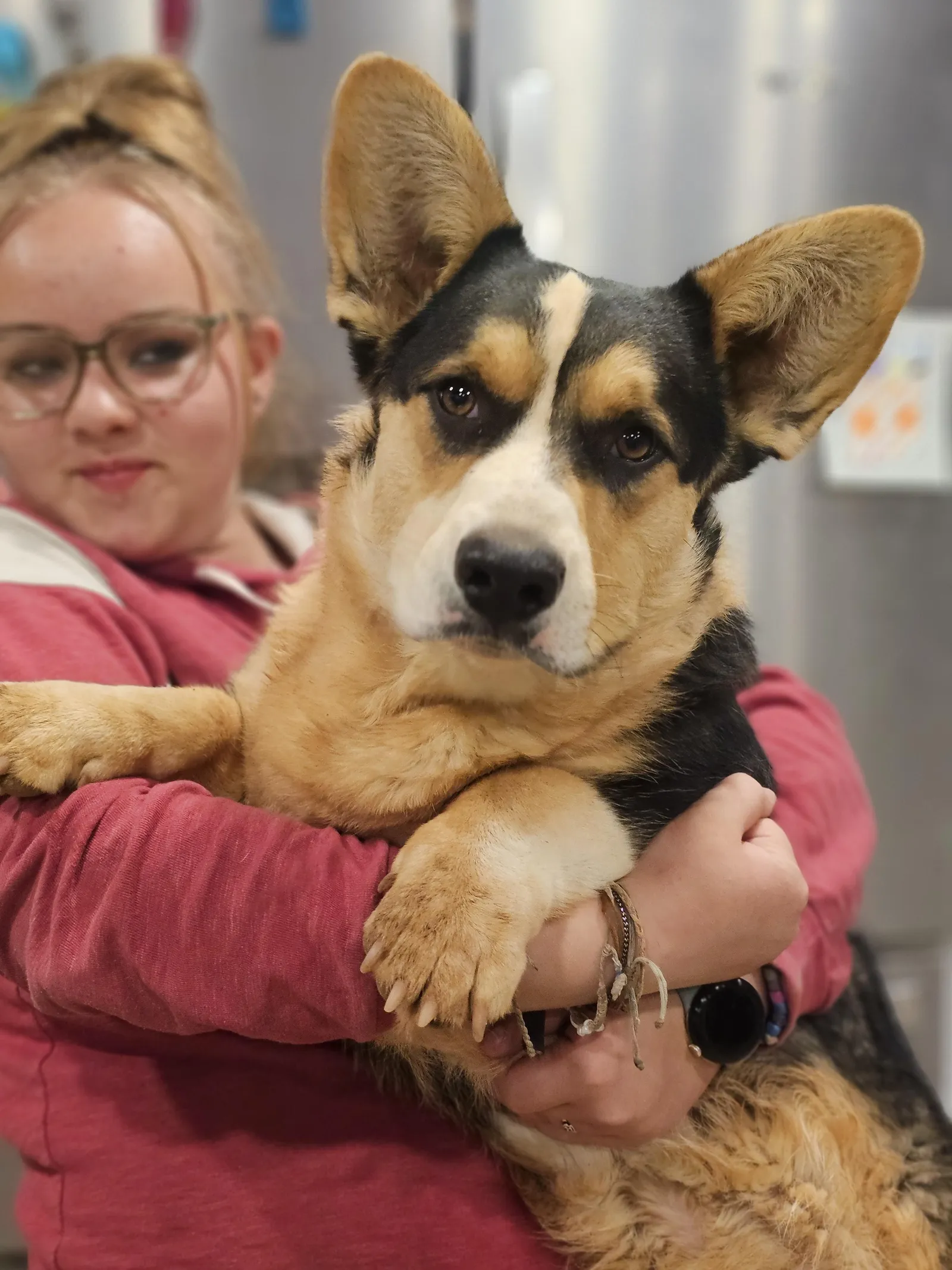 Toren, a Cardigan Welsh Corgi sire at WeVolution Off-Grid near Tombstone, Arizona