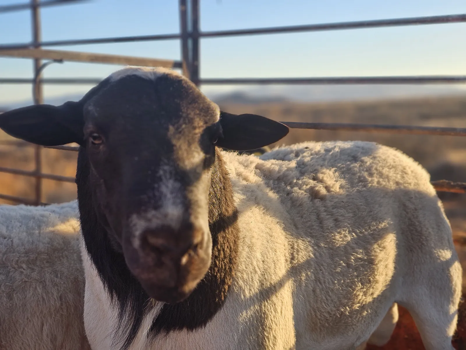 Dark-faced sheep with a thick coat standing by a metal pen on our homestead