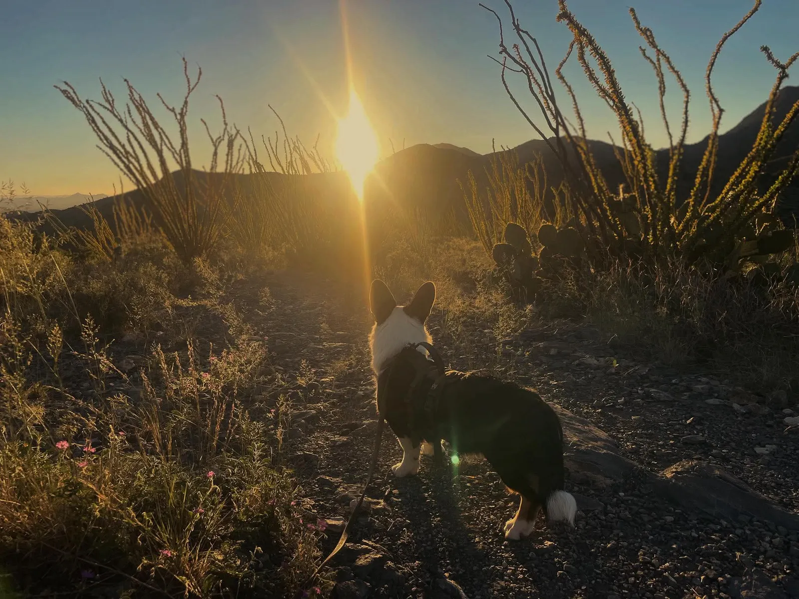 A dog silhouetted against a desert sunset on the WeVolution Off-Grid homestead