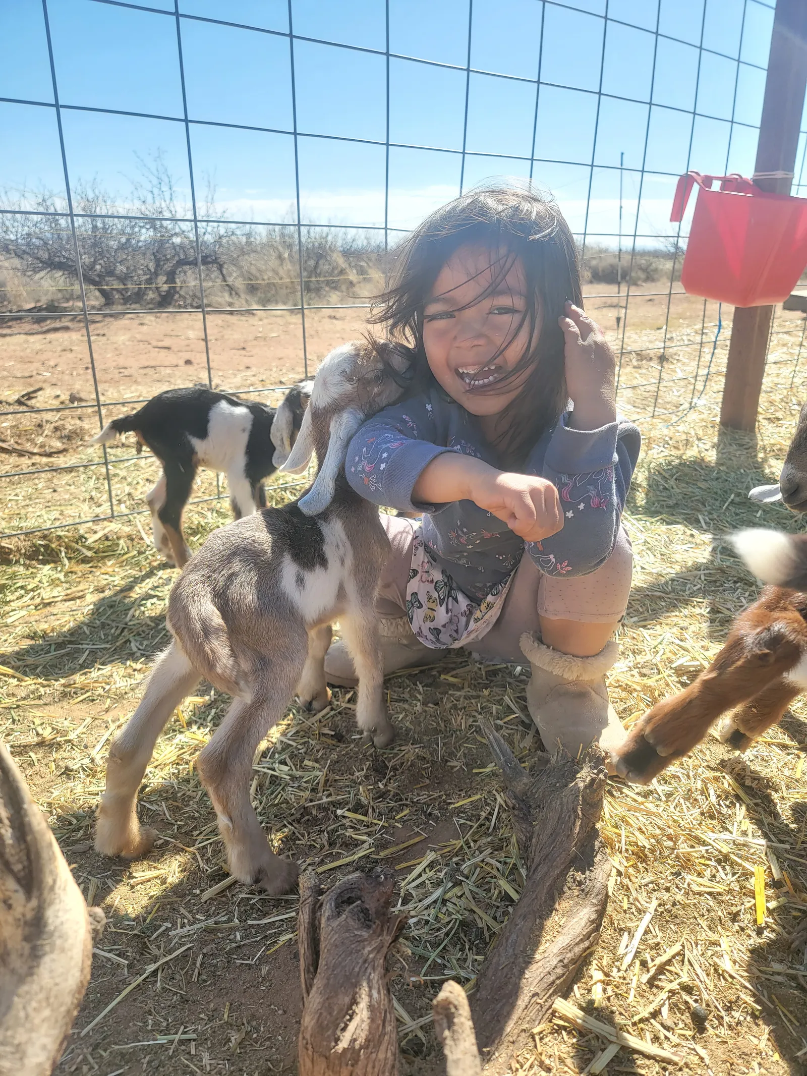 Girl crouching in a pen with baby goats and straw on our homestead