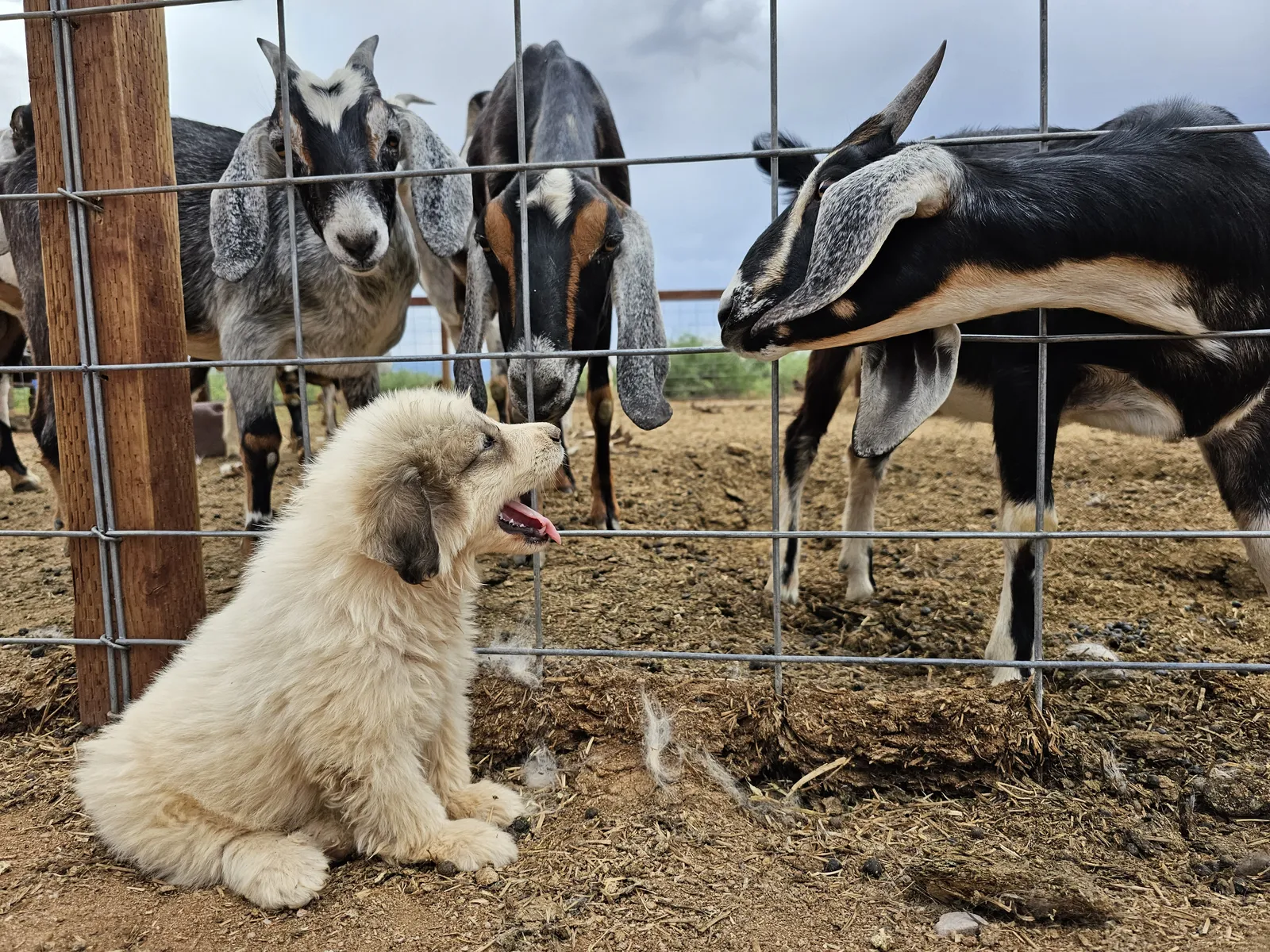 Goats behind a wire fence with a Great Pyrenees puppy sitting in front