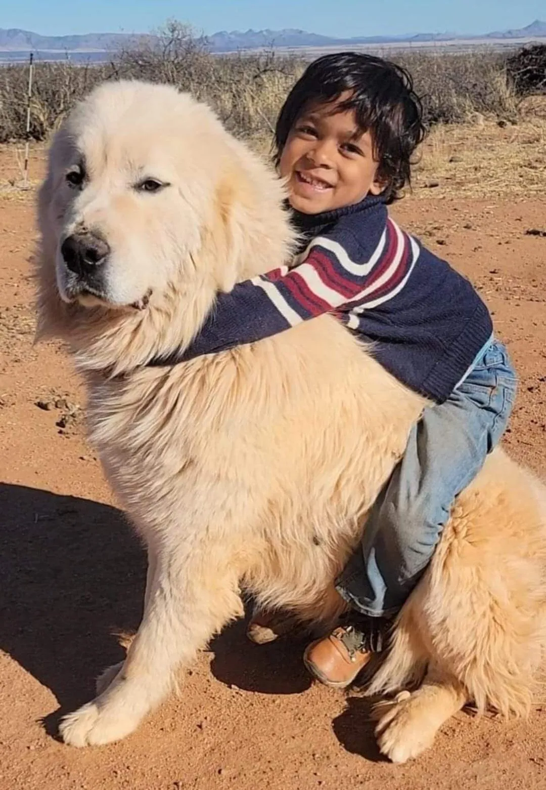 Blue, a Great Pyrenees sire at WeVolution Off-Grid near Tombstone, Arizona