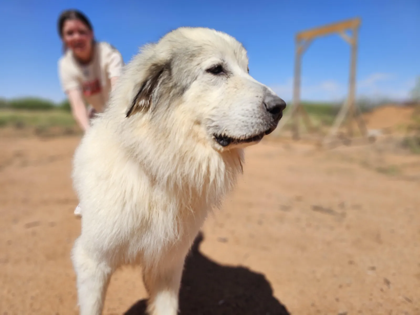 Freya, a Great Pyrenees dam at WeVolution Off-Grid near Tombstone, Arizona