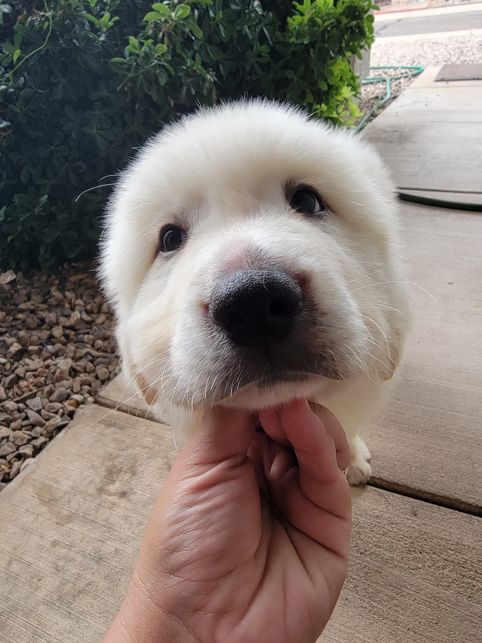 White Great Pyrenees puppy looking at the camera, held up by a hand