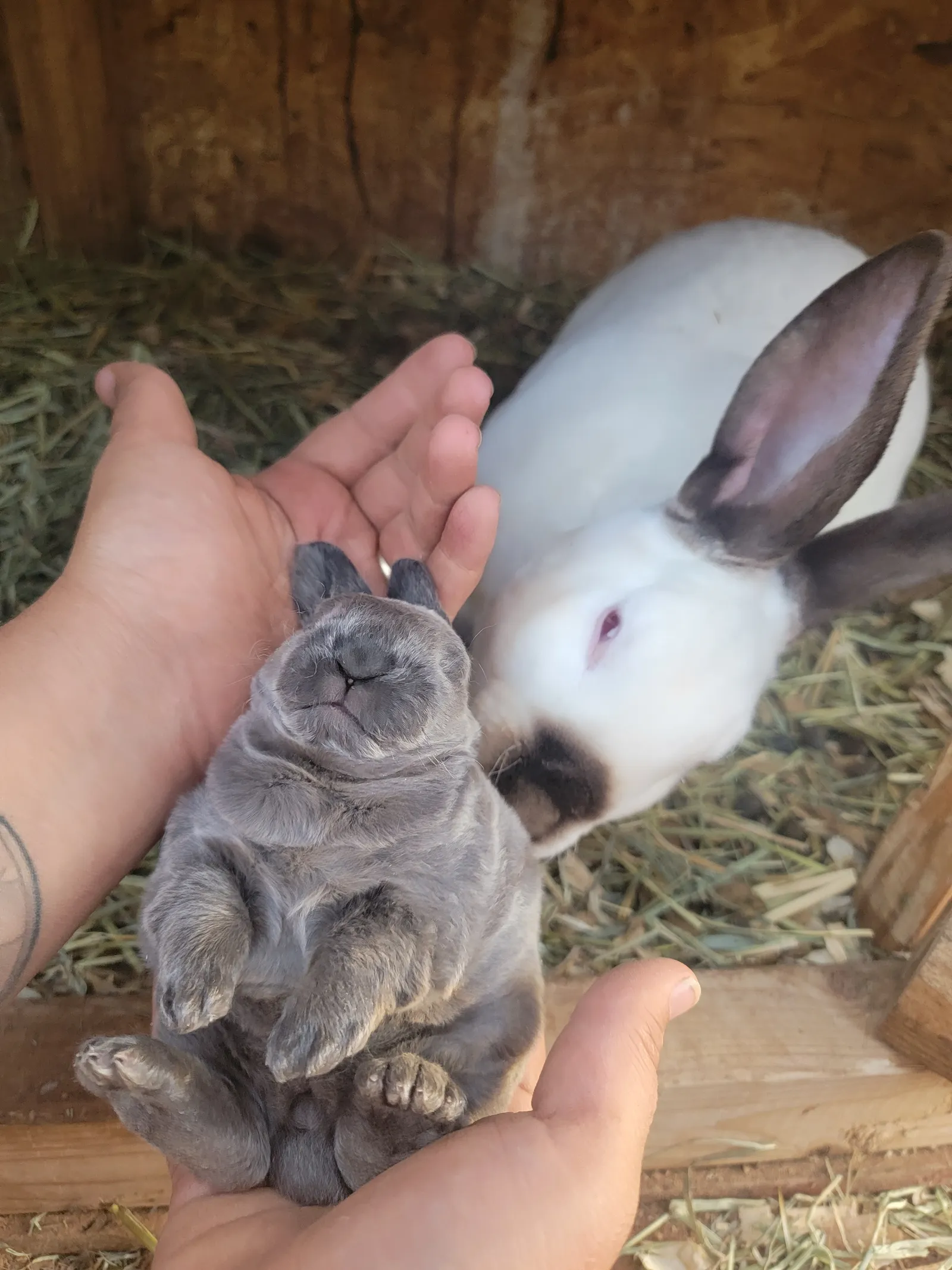 Hands holding a white rabbit and a gray rabbit over straw