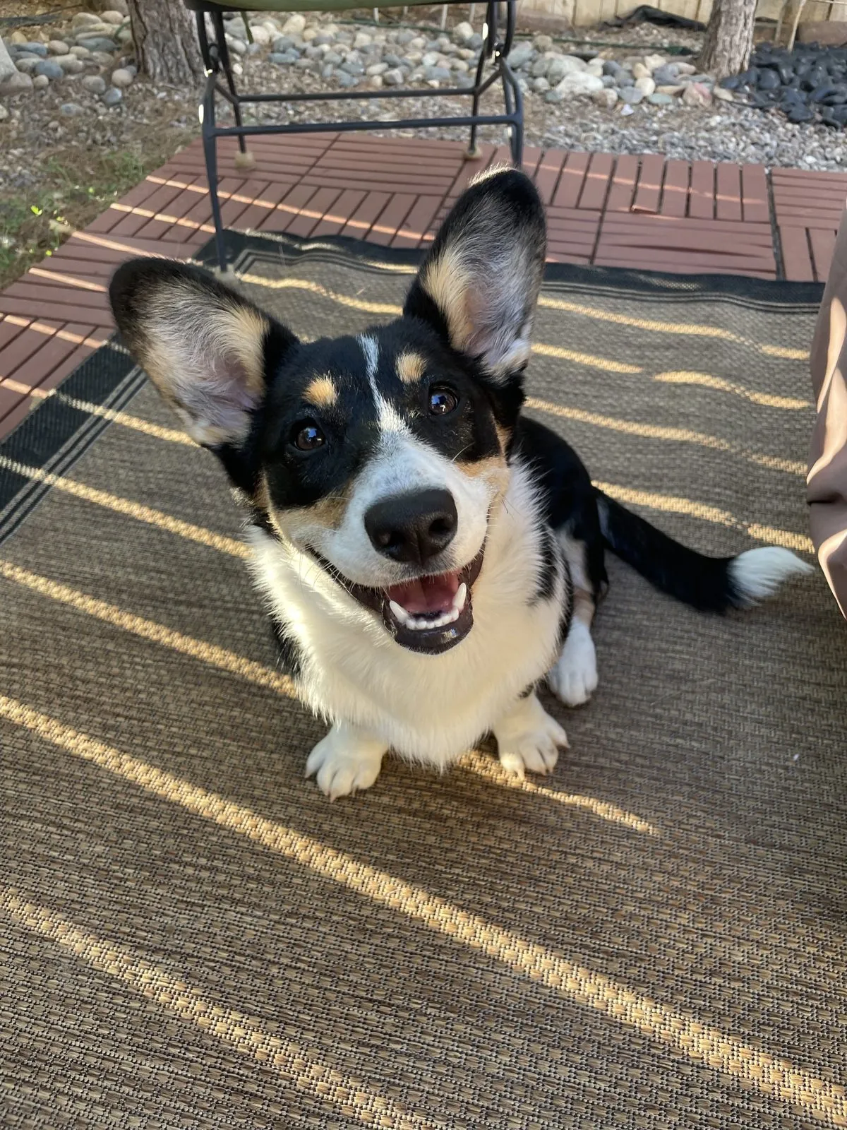 Smiling tricolor Cardigan Welsh Corgi on a wooden deck at the WeVolution Off-Grid homestead