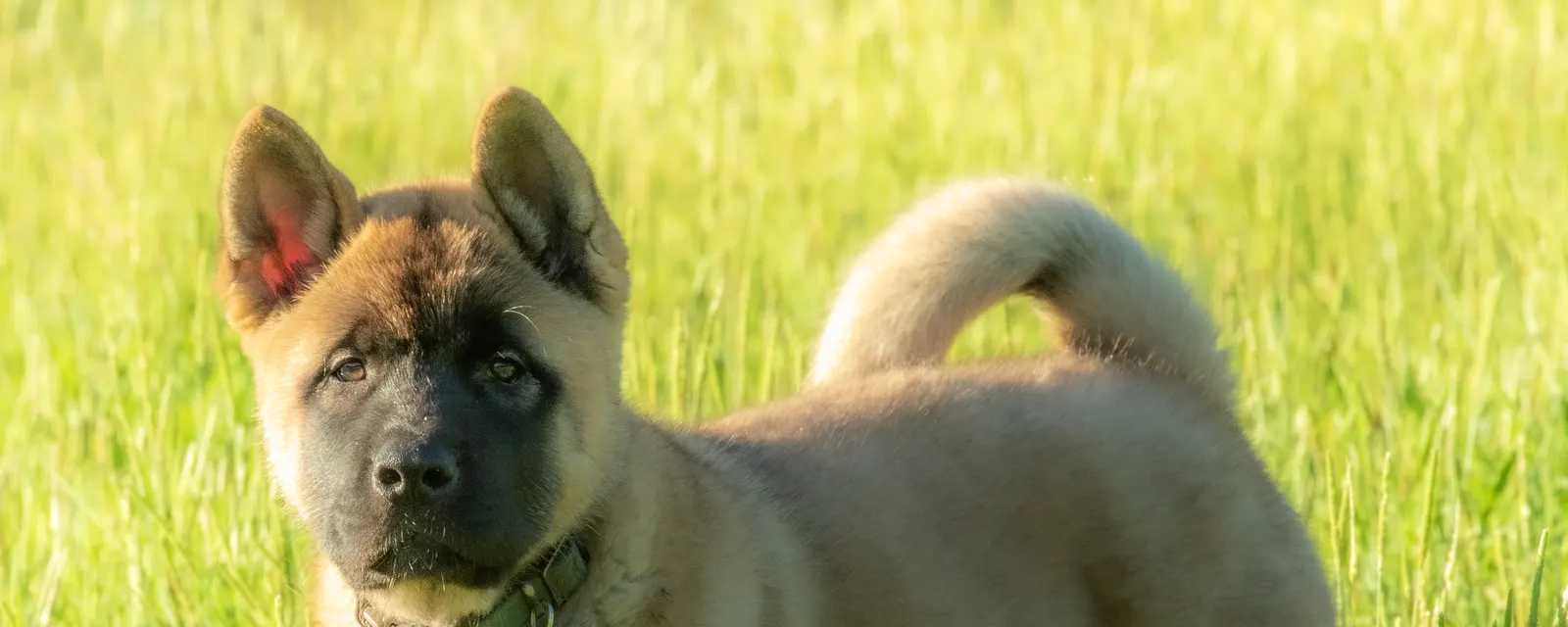 Akita standing in golden evening grass at WeVolution Off-Grid in Arizona