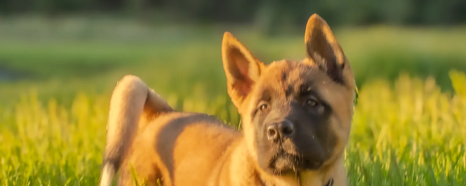Akita standing in green grass with trees behind at WeVolution Off-Grid in Arizona