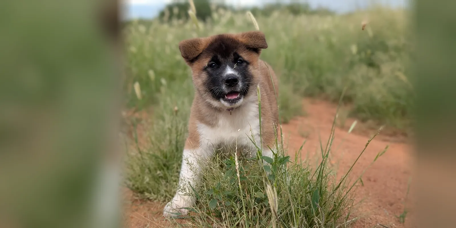 Akita puppy standing in tall grass at WeVolution Off-Grid in Arizona
