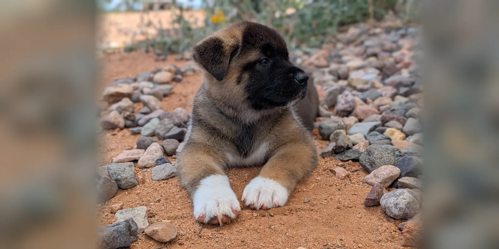Akita puppy lying on rocks and red dirt at WeVolution Off-Grid, Arizona