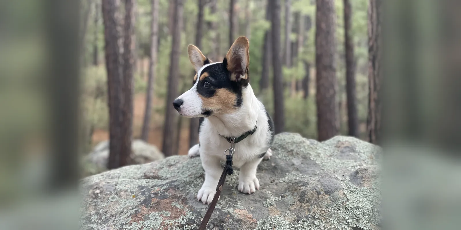 Cardigan Welsh Corgi sitting on a boulder in a pine forest, High Lonesome's at WeVolution Off-Grid