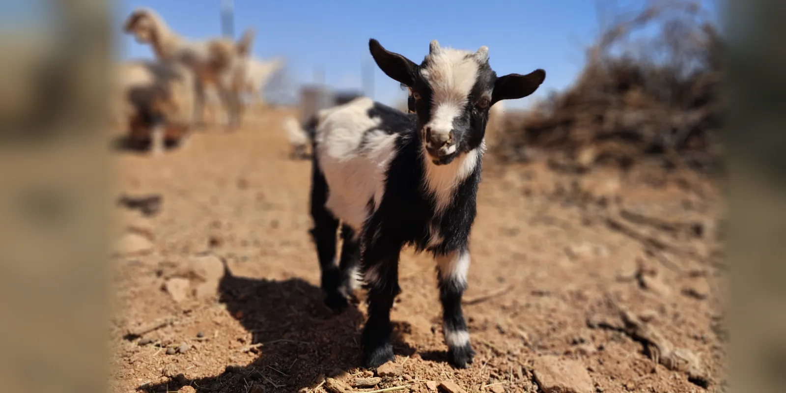 Black and white goat standing on dirt on the WeVolution Off-Grid homestead near Tombstone, Arizona