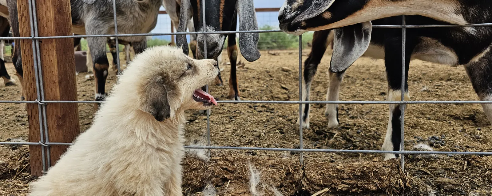 Great Pyrenees puppy sitting by a goat pen on the WeVolution Off-Grid homestead