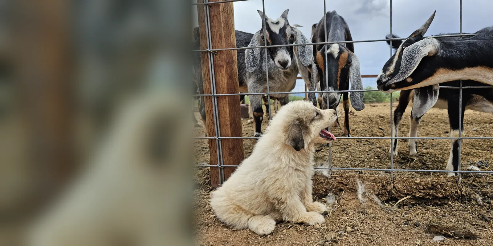 Great Pyrenees puppy sitting by a goat pen on the WeVolution Off-Grid homestead