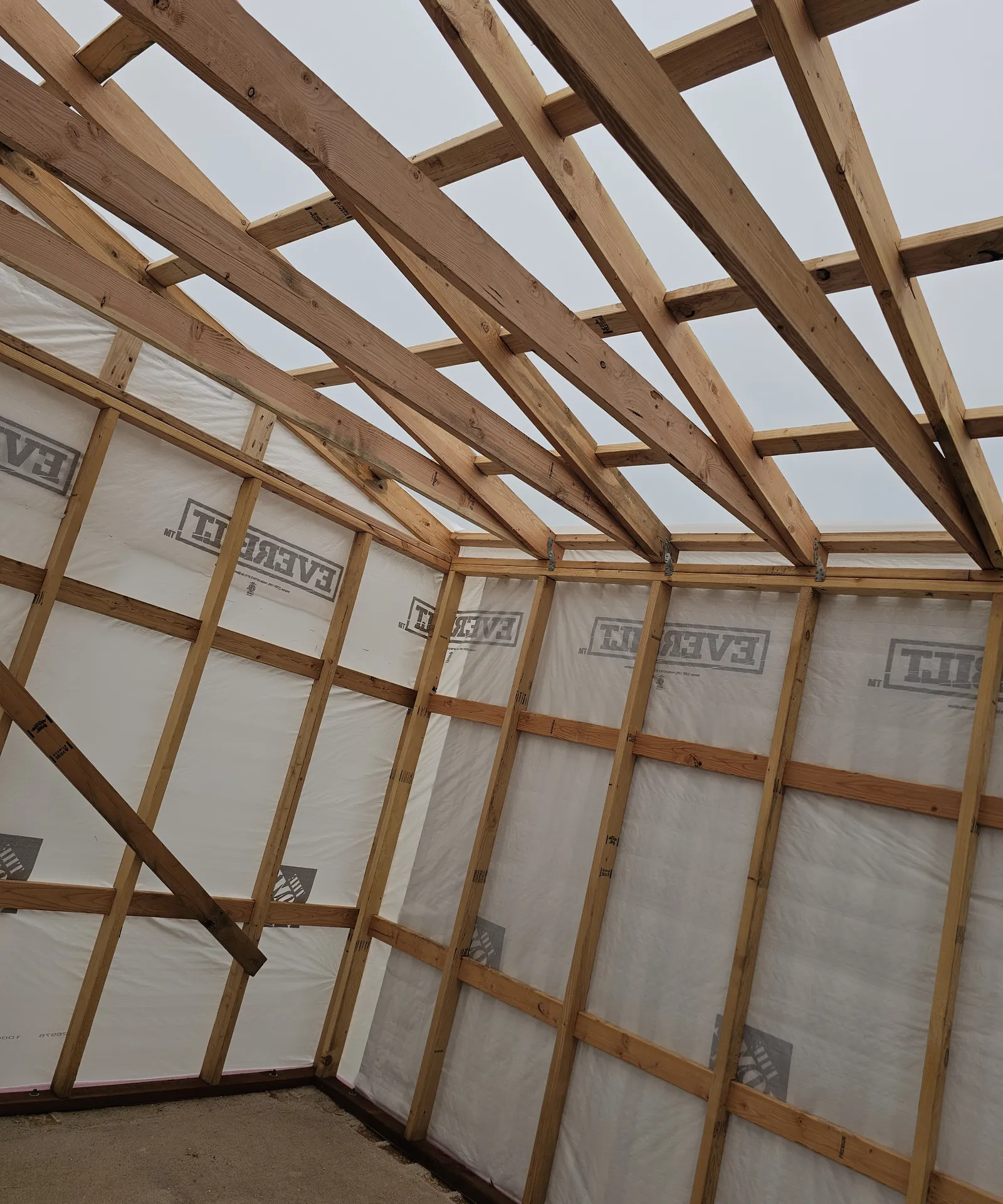 Looking up inside the shed at wood rafters and wall studs over house wrap