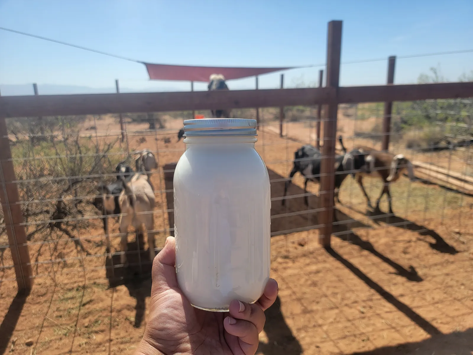 Hand holding a jar of milk in front of a goat pen on our homestead
