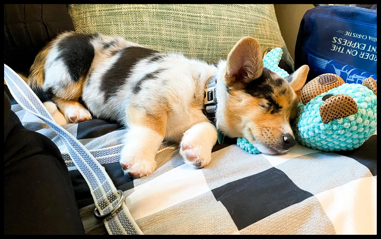 Bennie's Gherkin, a Corgi puppy from WeVolution Off-Grid near Tombstone, Arizona, shared by Bennie in Feb. 2026