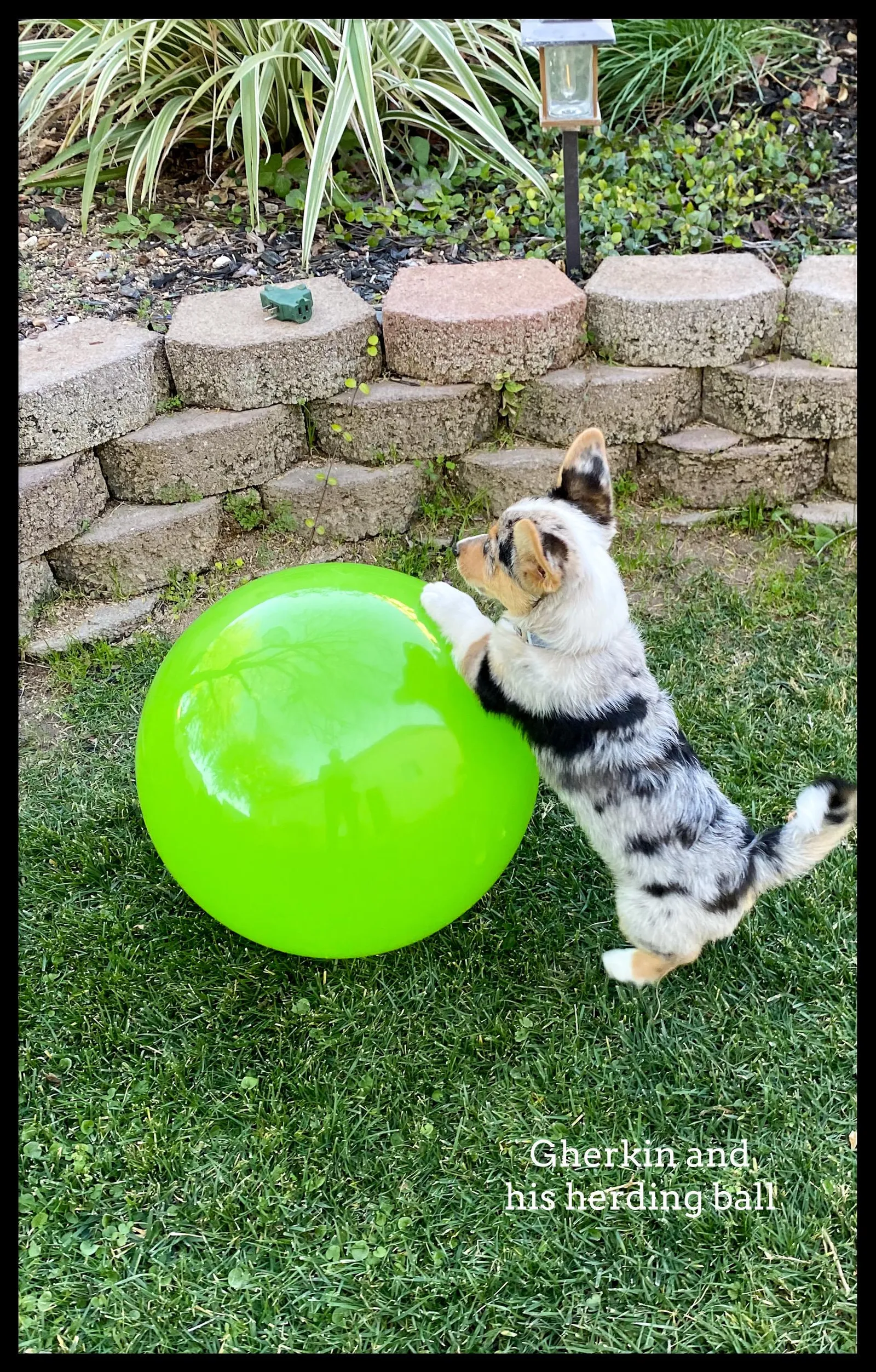 Bennie's Gherkin, a Corgi puppy from WeVolution Off-Grid near Tombstone, Arizona, shared by Bennie in Feb. 2026