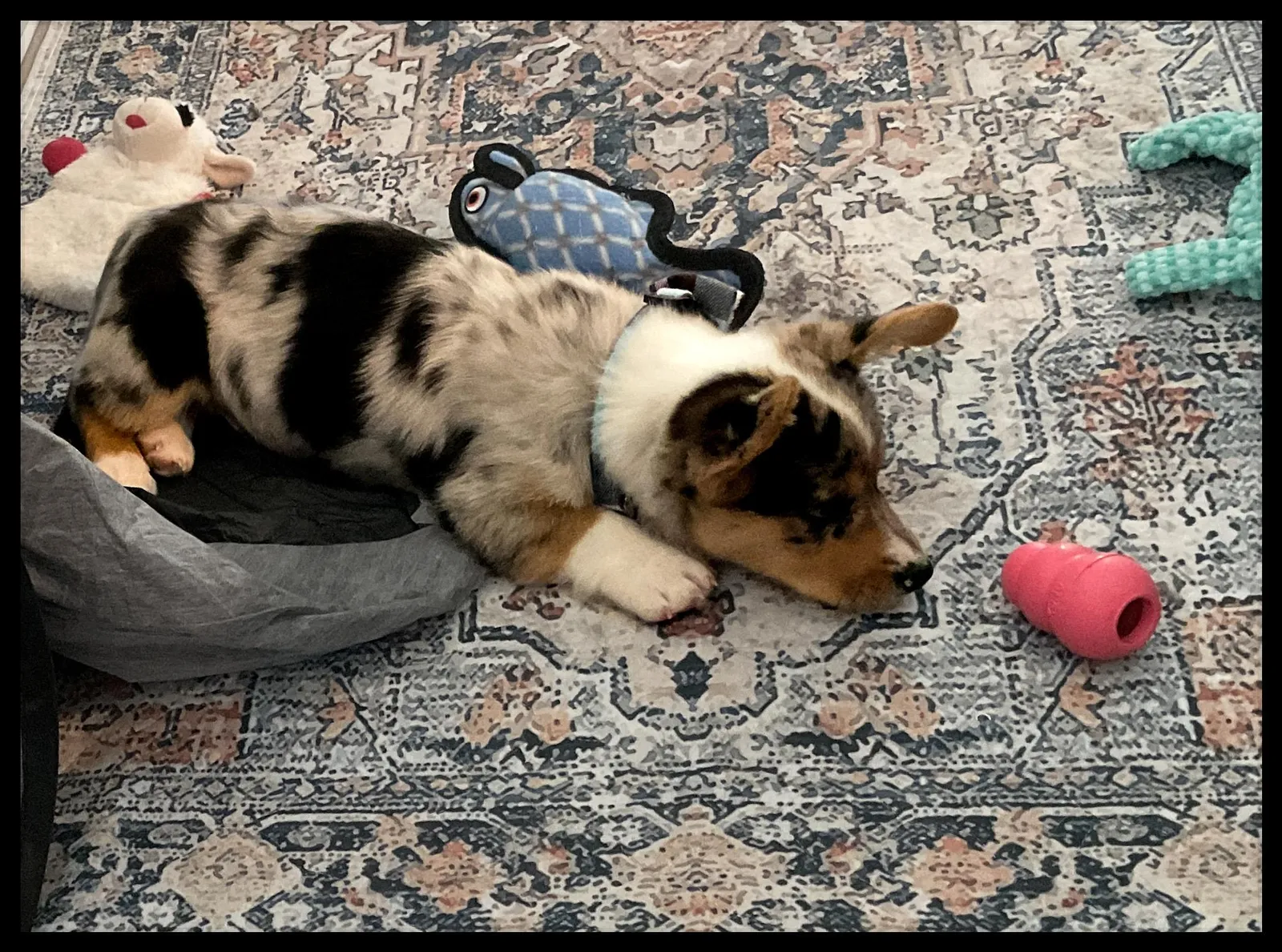Bennie's Gherkin, a Corgi puppy from WeVolution Off-Grid near Tombstone, Arizona, shared by Bennie in Feb. 2026