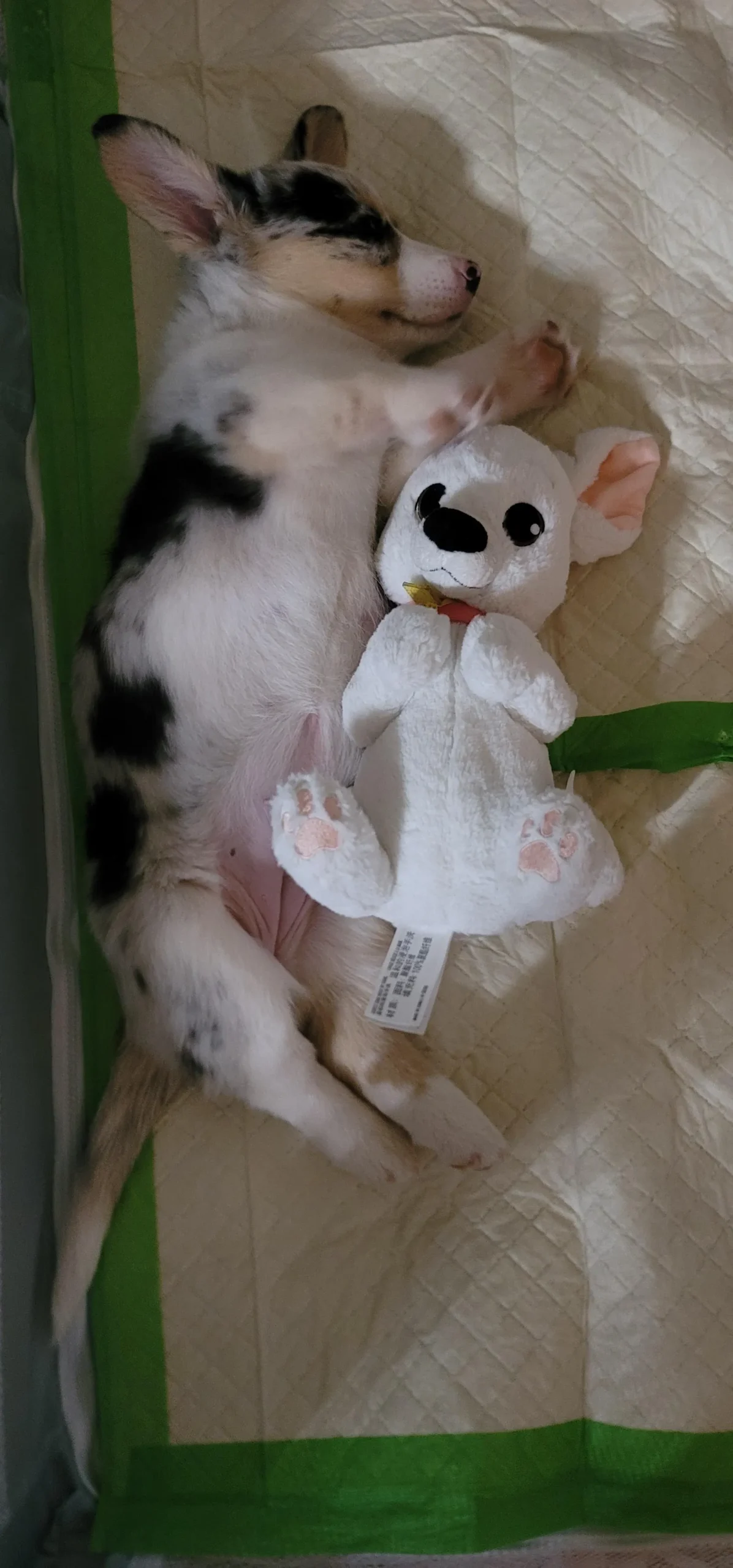 Dawny's a Corgi puppy from WeVolution Off-Grid near Tombstone, Arizona, shared by Dawny in Dec. 2025