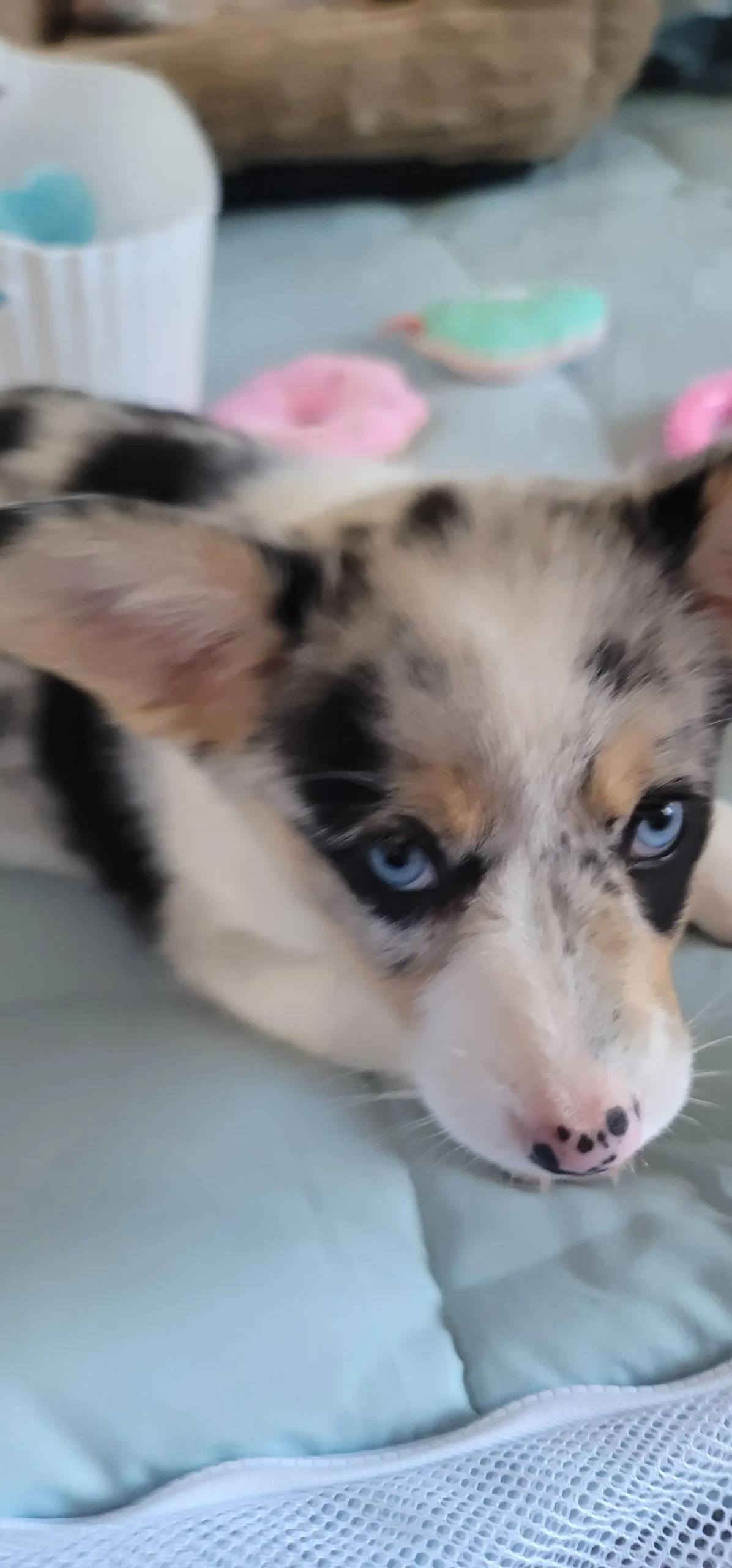 Dawny's a Corgi puppy from WeVolution Off-Grid near Tombstone, Arizona, shared by Dawny in Dec. 2025