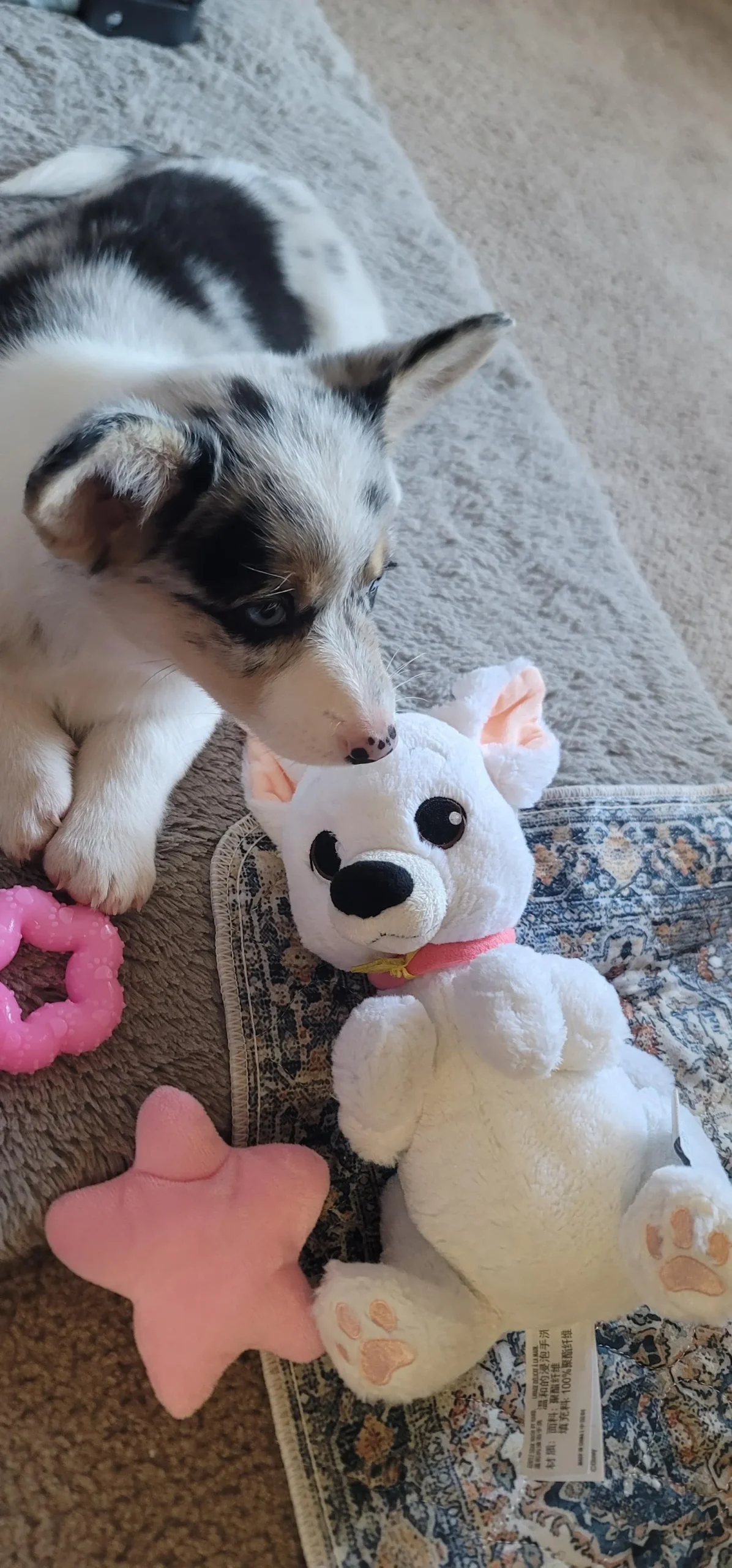 Dawny's a Corgi puppy from WeVolution Off-Grid near Tombstone, Arizona, shared by Dawny in Dec. 2025