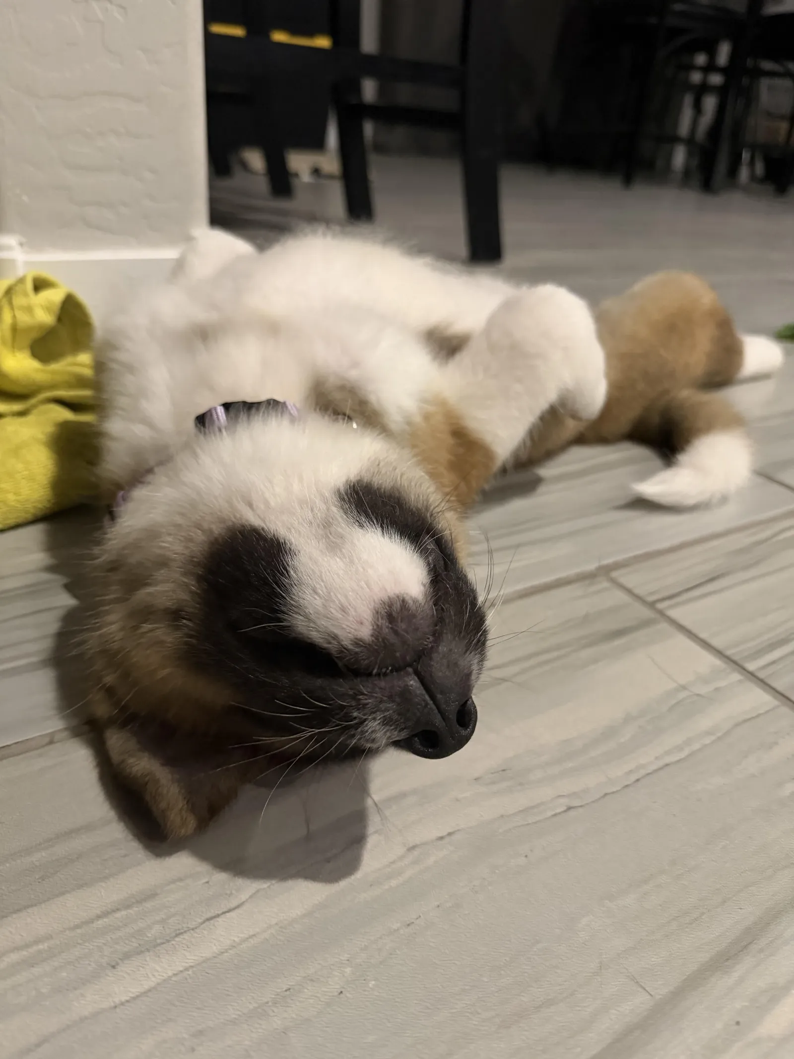 Dax's a Akita puppy from WeVolution Off-Grid near Tombstone, Arizona, shared by Dax in Sept. 2026