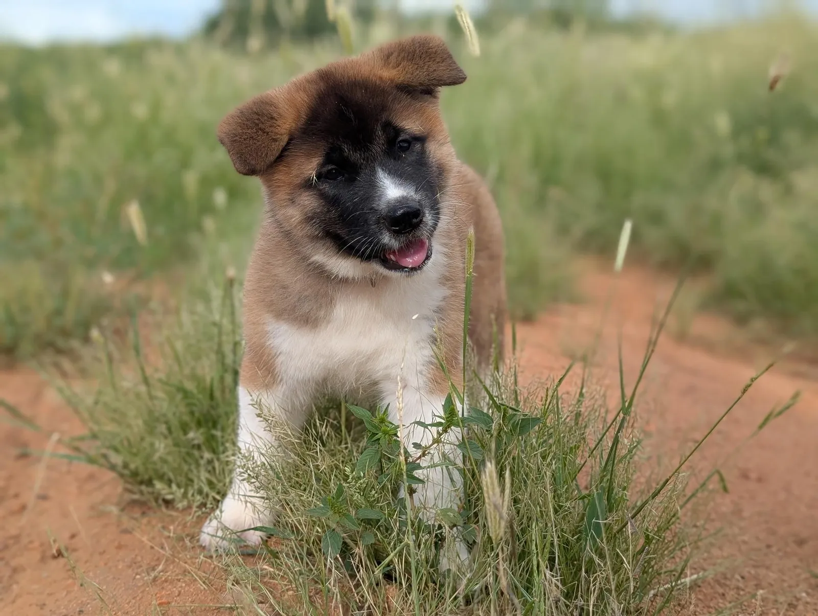 Dax's a Akita puppy from WeVolution Off-Grid near Tombstone, Arizona, shared by Dax in Sept. 2026
