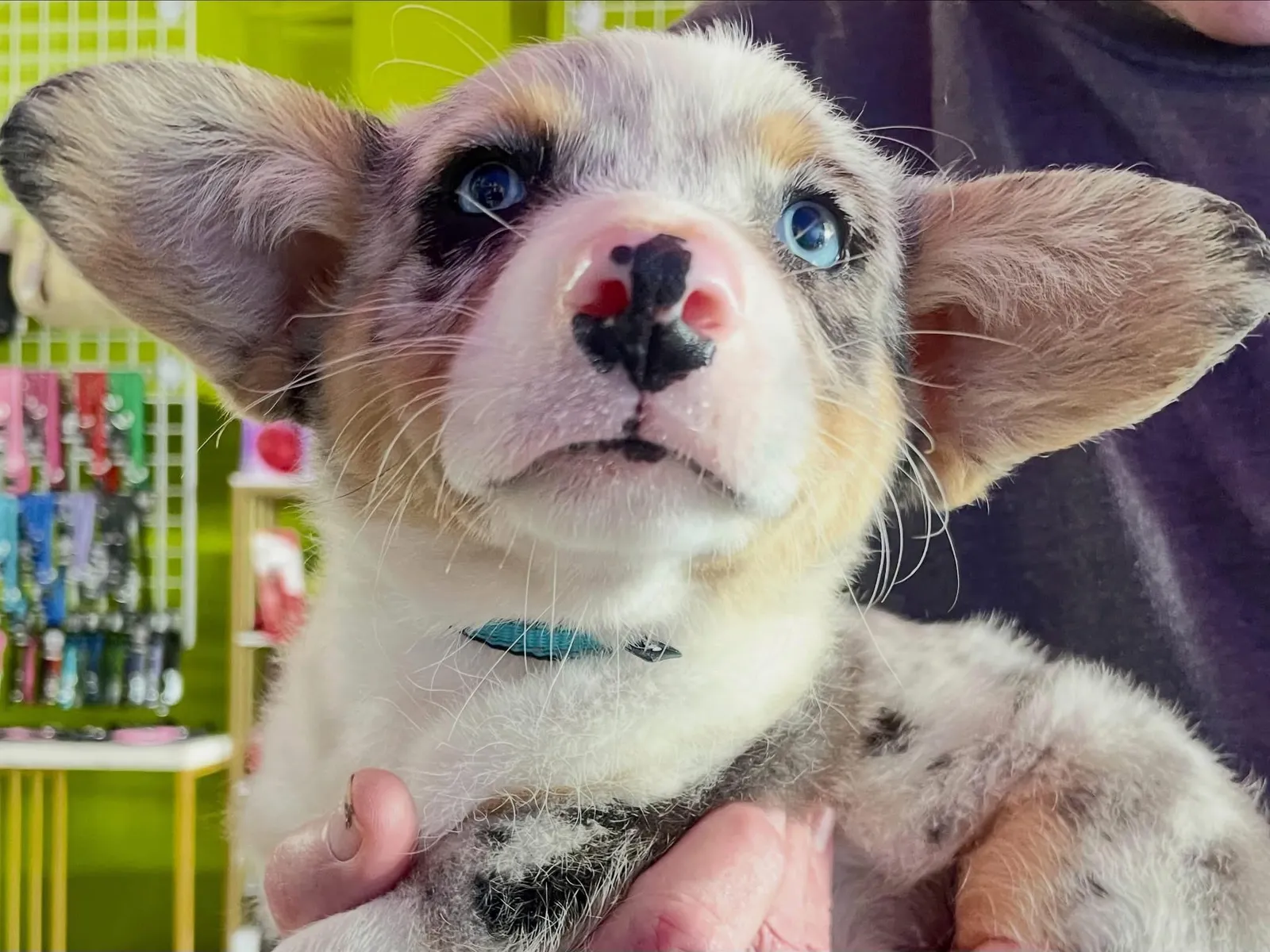 Faye's a Corgi puppy from WeVolution Off-Grid near Tombstone, Arizona, shared by Faye in Sept. 2026
