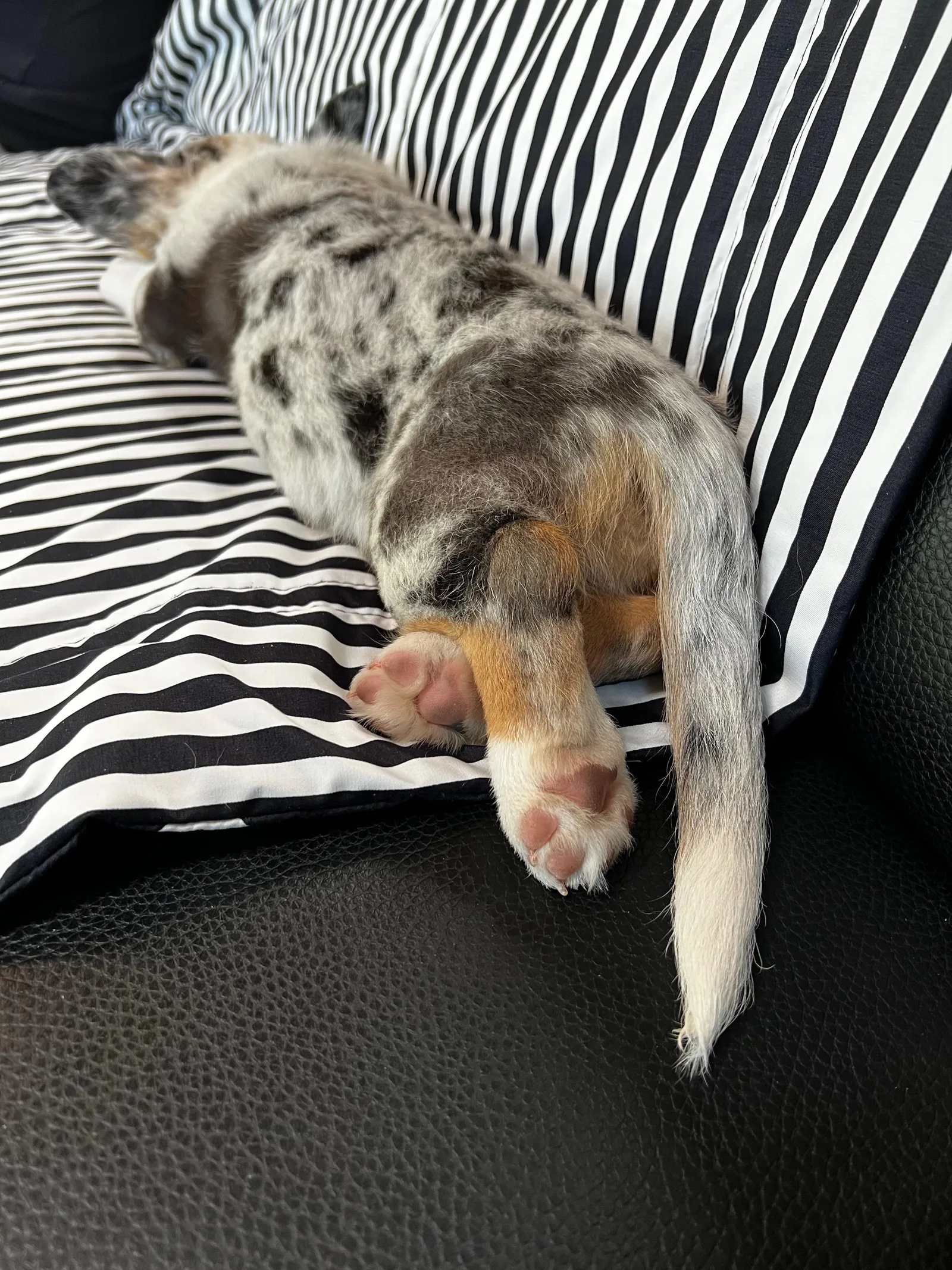 Faye's a Corgi puppy from WeVolution Off-Grid near Tombstone, Arizona, shared by Faye in Sept. 2026